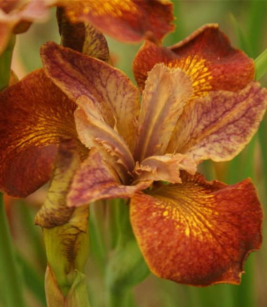 Iris sibirica 'Paprikash'